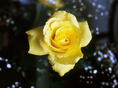Yellow rose.jpg