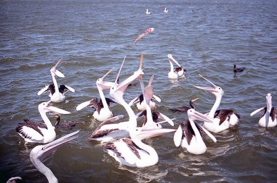 Pelicans at Pt Macquarie.jpg