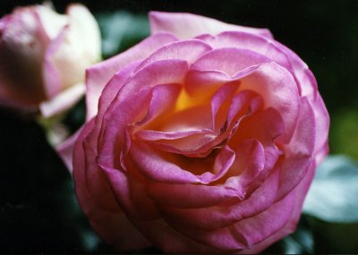 macro rose.jpg