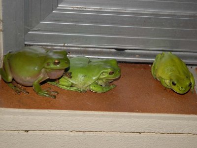 3 frogs.jpg