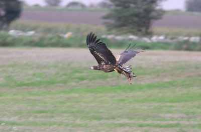 Havsörn White-tailed Eagle Haliaeetus albicilla Sweden