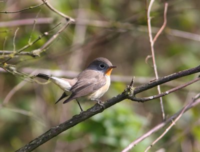 Mindre flugsnappare Red-breasted Flycatcher Ficedula parva Sweden
