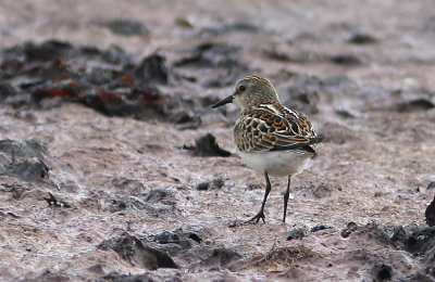 Smsnppa  Little stint   calidris minuta