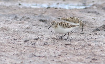 Smsnppa  Little stint   calidris minuta