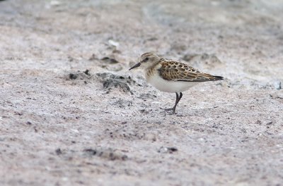 Smsnppa  Little stint   calidris minuta