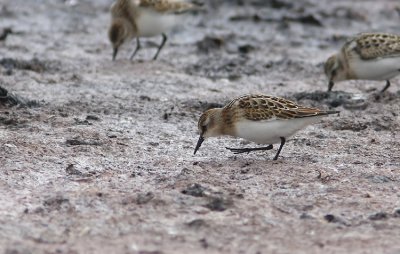 smsnppa  Little stint   calidris minuta