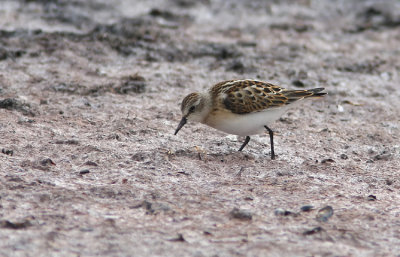 smsnppa  Little stint   calidris minuta