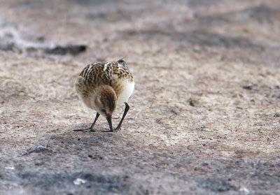 smsnppa  Little stint   calidris minuta