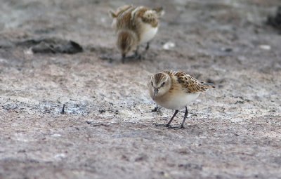 smsnppa  Little stint   calidris minuta