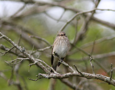 Grå flugsnappare Spotted Flycatcher Muscicapa striata Sweden