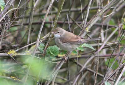 Törnsångare Common Whitethroat Sylvia communis Sweden
