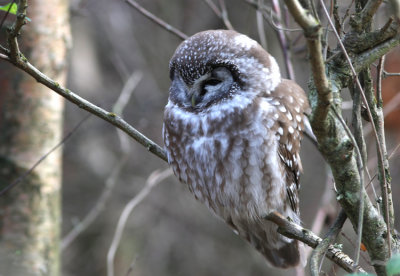 Prluggla Tengmalm's Owl Aegolius funereus southern Sweden nov. 2008