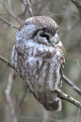 Prluggla Tengmalm's Owl Aegolius funereus southern Sweden nov. 2008