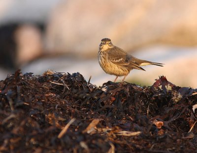 Hedpiplärka Buff-bellied Pipit Anthus rubescens Sweden