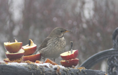 Taigatrast, Black-Throated-Thrush Turdus ruficollis Sweden