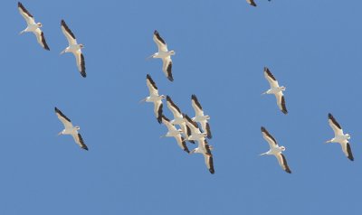Am. White Pelican Pelicanus erythrorhynchos