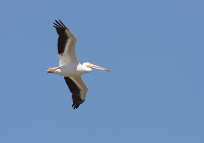 Am.White Pelican Pelicanus erythrorhynchos