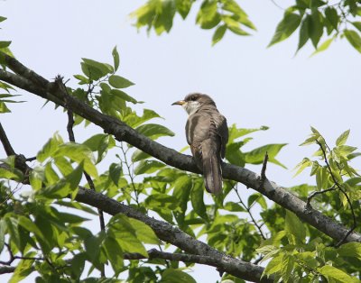 Yellow-billed Cuckoo  Coccyzus americanus