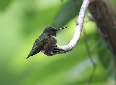 Black-chinned Hummingbird ? Archilochus alexandri