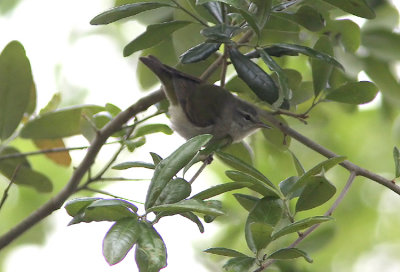 Tennessee Warbler  Vermivora perigrina