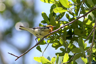 Blackburnian Warbler  Dendroica fusca