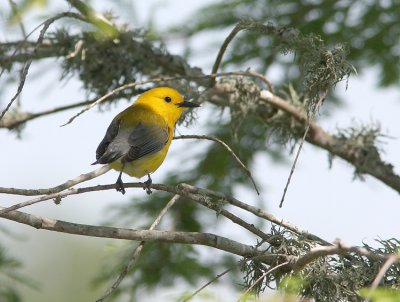 Prothonotary Warbler  Prothonotaria  citrea