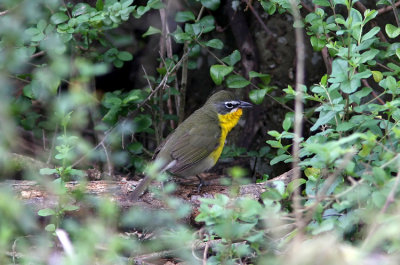 Yellow-breasted Chat  Icteria virens
