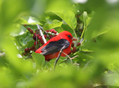 Scarlet Tanager  Piranga olivacea