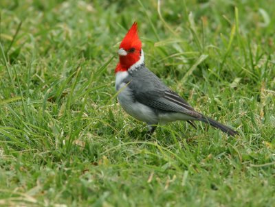 Birds in Hawaii  jan  2008