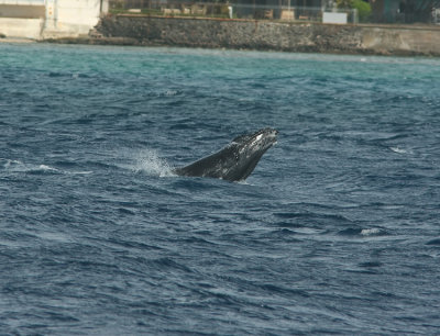 Humpback Whale outside Honolulu