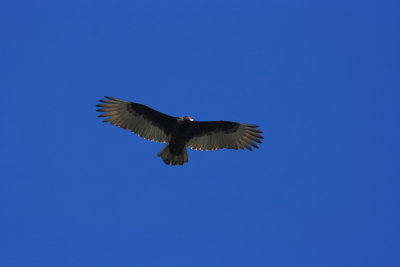 Turkey Vulture Cathartes aura