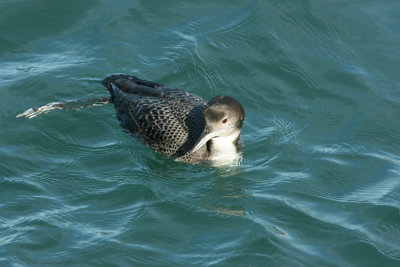 Great northern Diver Gavia immer