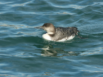 Great northern Diver Gavia immer