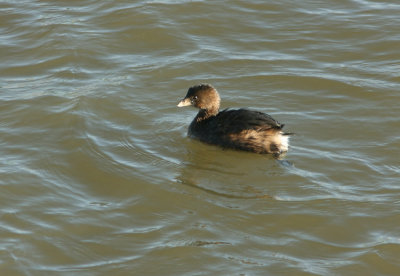 Pied billed Grebe Podilymbus podiceps