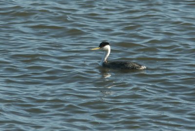 Western Grebe Aechmophorus occidetalis