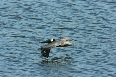 Brown Pelican Pelecanus occidentalis