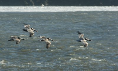 Brown Pelican Pelecanus occidentalis