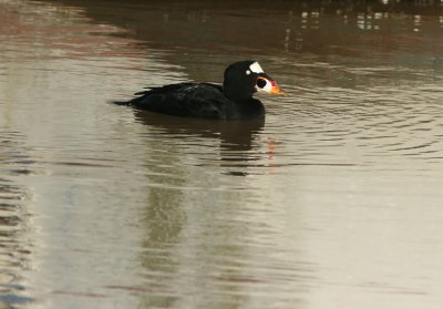Surf Scoter Melanitta-perspicillata