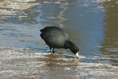 American Coot Fulica americana