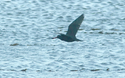 Black oystercatcher Haematopus bachmani