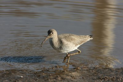 Willet Catoptrophorus semipalmatus