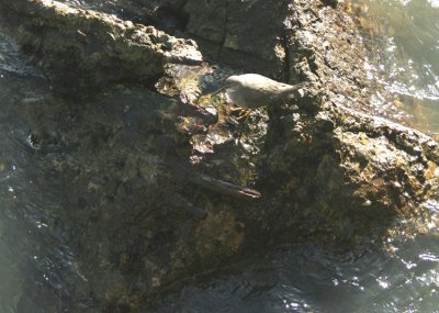 Wandering Tattler Heteroscelus icanus