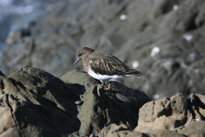 Ruddy Turnstone Arenaria interpres