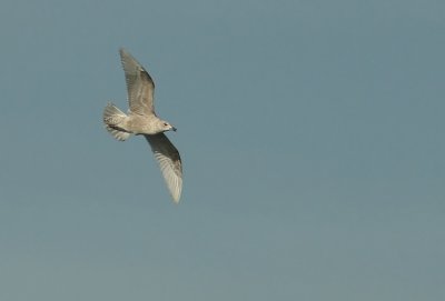 Glaucousvinged Gull Larus glaucescens