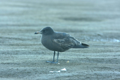 Heermans Gull Larus heermanni