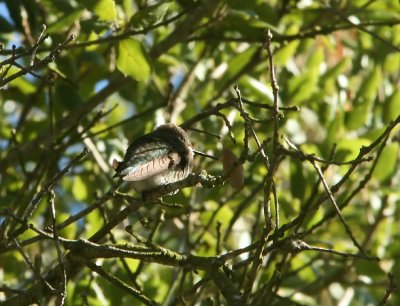 Annas Hummingbird Calypte anna