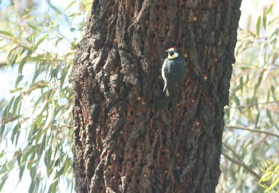 Acorn Woodpecker Melanerpes formicivorus