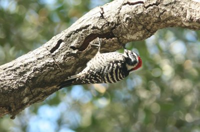 Nuttalls Woodpecker Picoides nuttalli