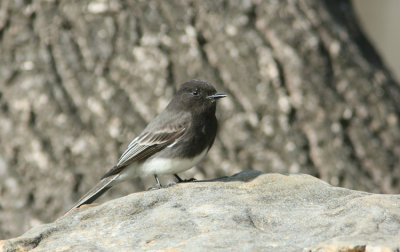 Black Phoebe Sayoris nigricans