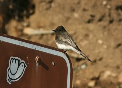 Black Phoebe Sayoris nigricans